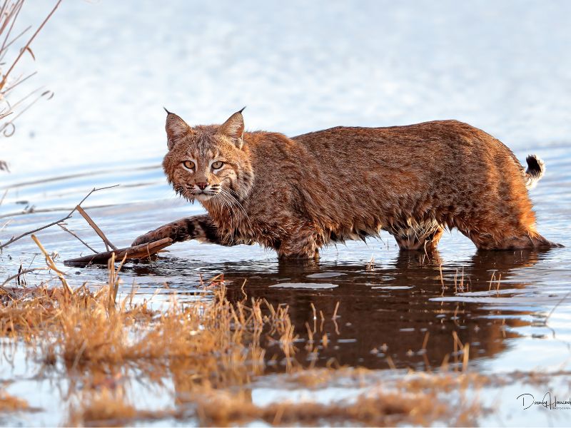 Bobcat o Lince rojo norteamericano (Lynx rufus)
